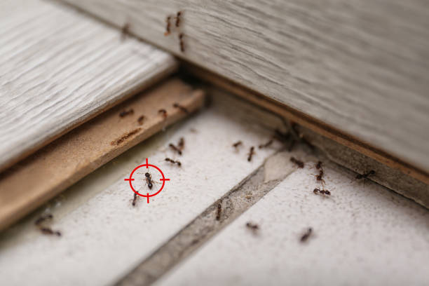 Spider Control Near Me in Menomonee Falls, WI